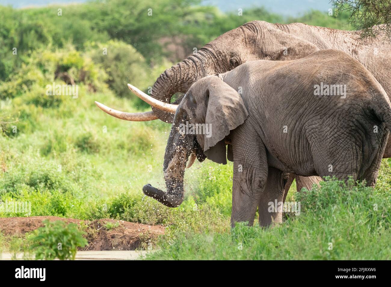 Afrikanische männliche und weibliche Elefanten (Loxodonta) trinken Wasser und baden an einem kleinen Teich im amboseli-Nationalpark, Kenia, an sonnigen Tagen bei natürlichem Licht Stockfoto