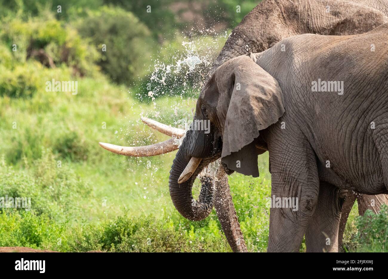 Afrikanische männliche und weibliche Elefanten (Loxodonta) trinken Wasser und baden an einem kleinen Teich im amboseli-Nationalpark, Kenia, an sonnigen Tagen bei natürlichem Licht Stockfoto