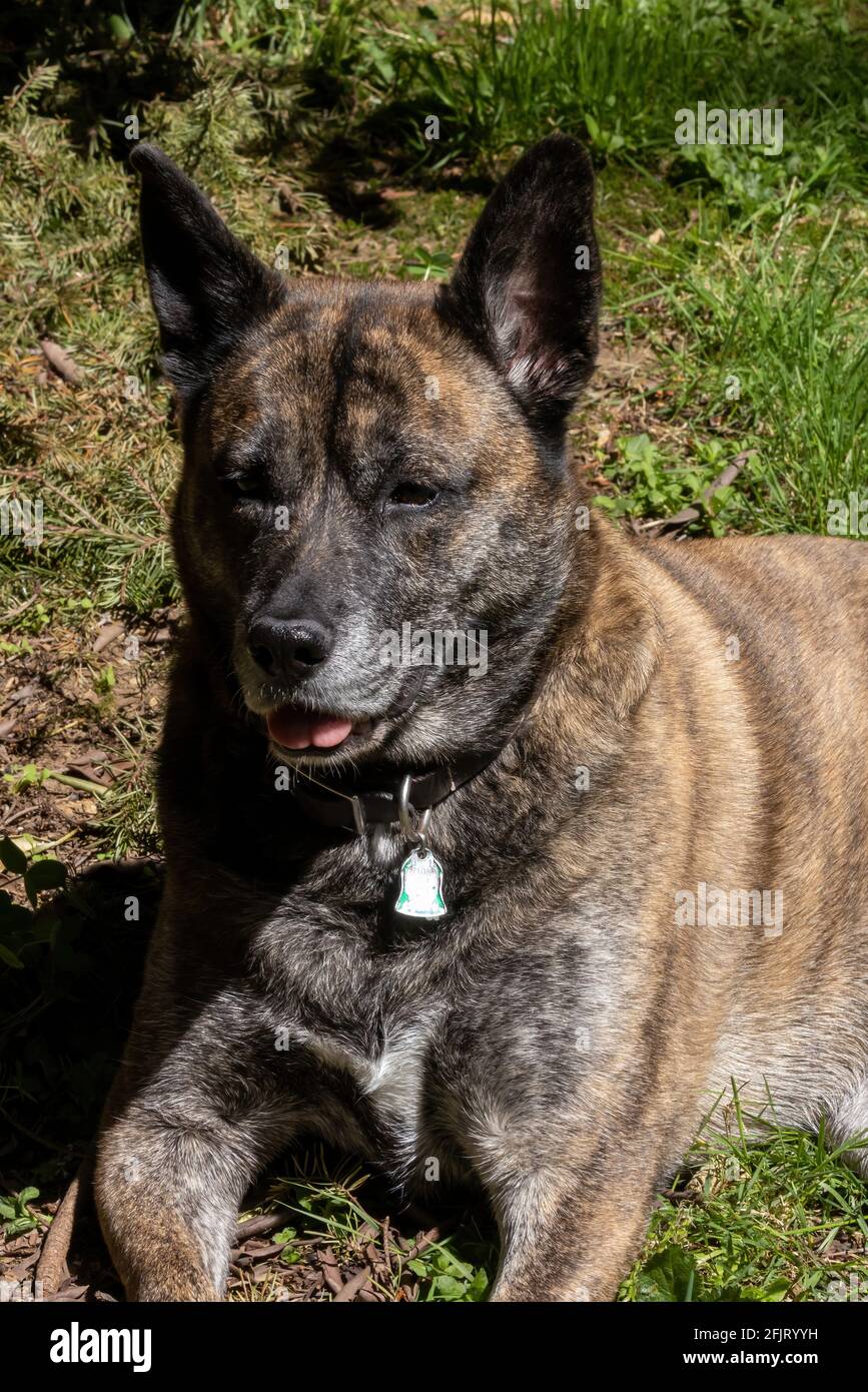 Ein großer brinmle Hund lächelt in sonnigen Flecken auf dem Rasen Stockfoto