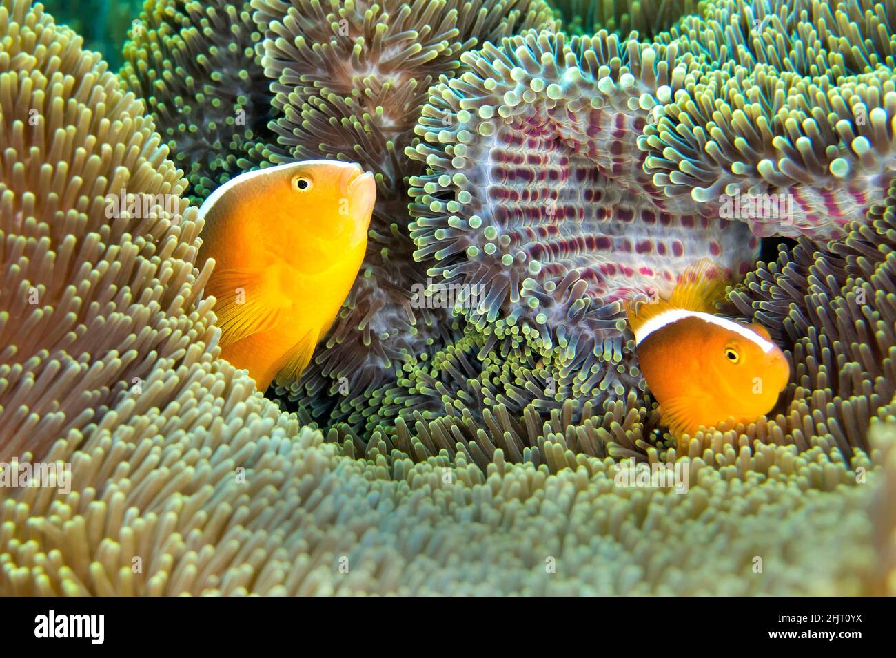 Orange Skunk Clownfische, Amphiprion-Sandaracinos, herrliche Seeanemone, Ritteri-Anemone, Heteractis magnifica, Lembeh, Nord-Sulawesi, Indonesien, As Stockfoto