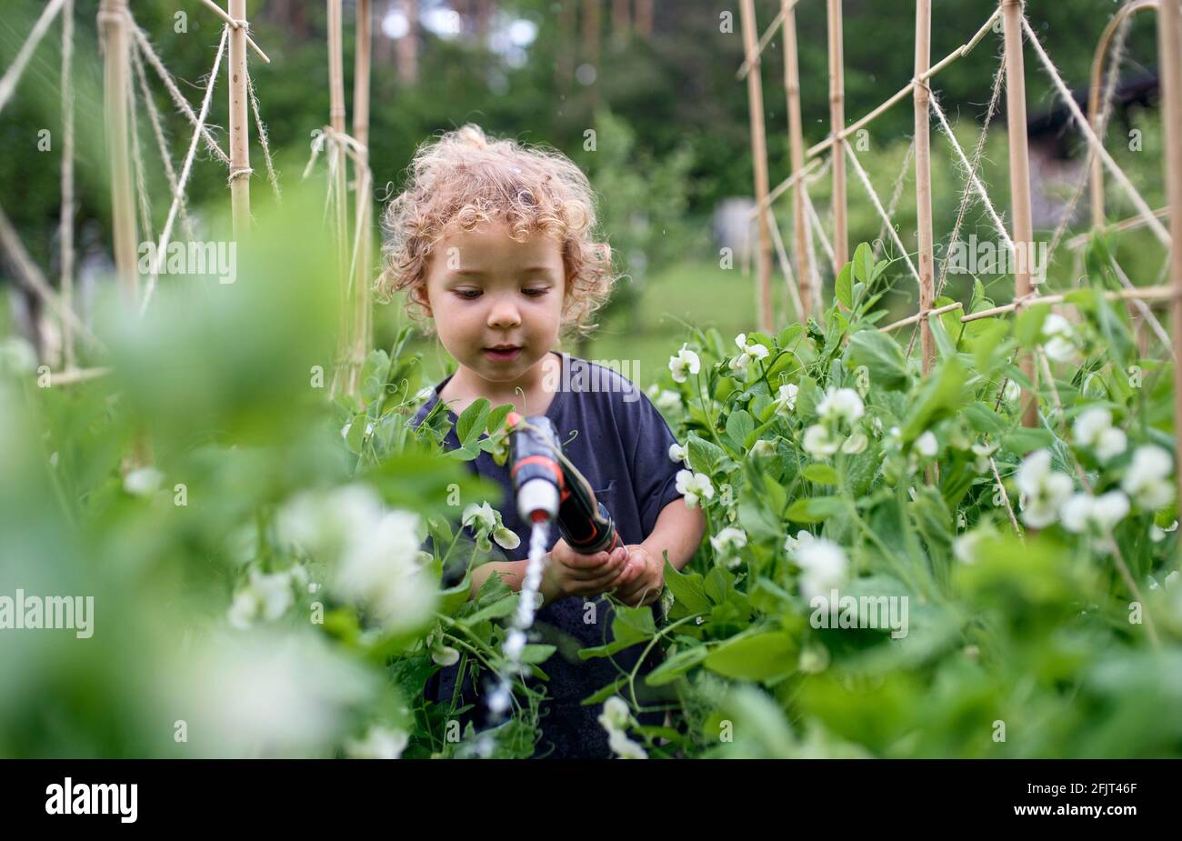 Kleine Mädchen Bewässerung im Gemüsegarten, nachhaltige Lebensweise. Stockfoto