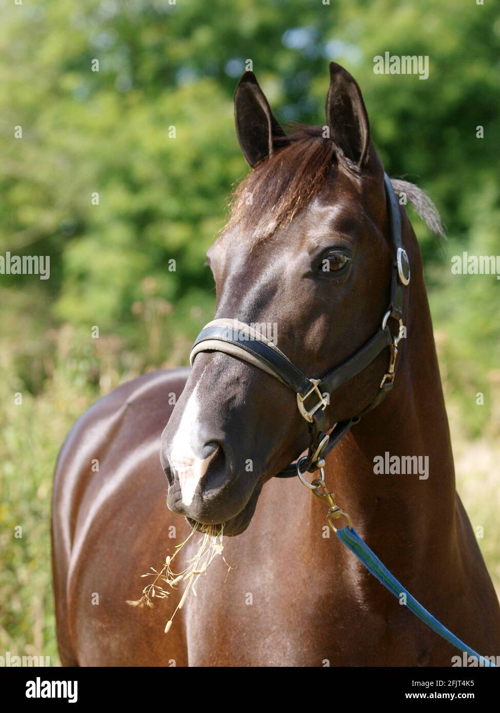Ein Kopfschuss eines schwarzen Pferdes in einem Kopfkragen. Stockfoto