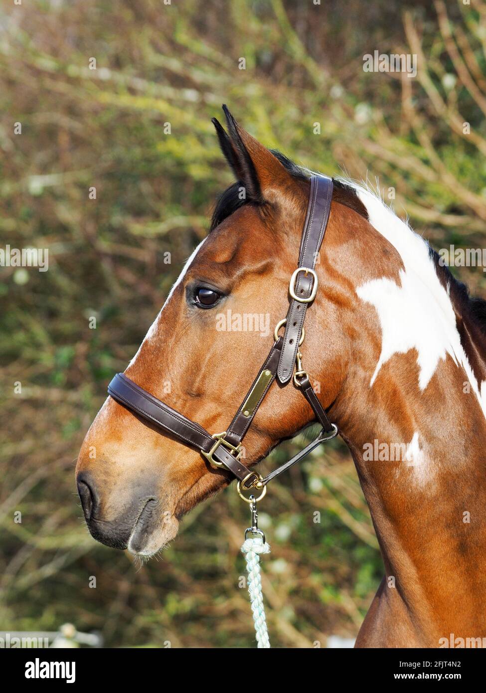Eine Kopfaufnahme eines schönen Spießblattes in einem Lederkopfkragen. Stockfoto