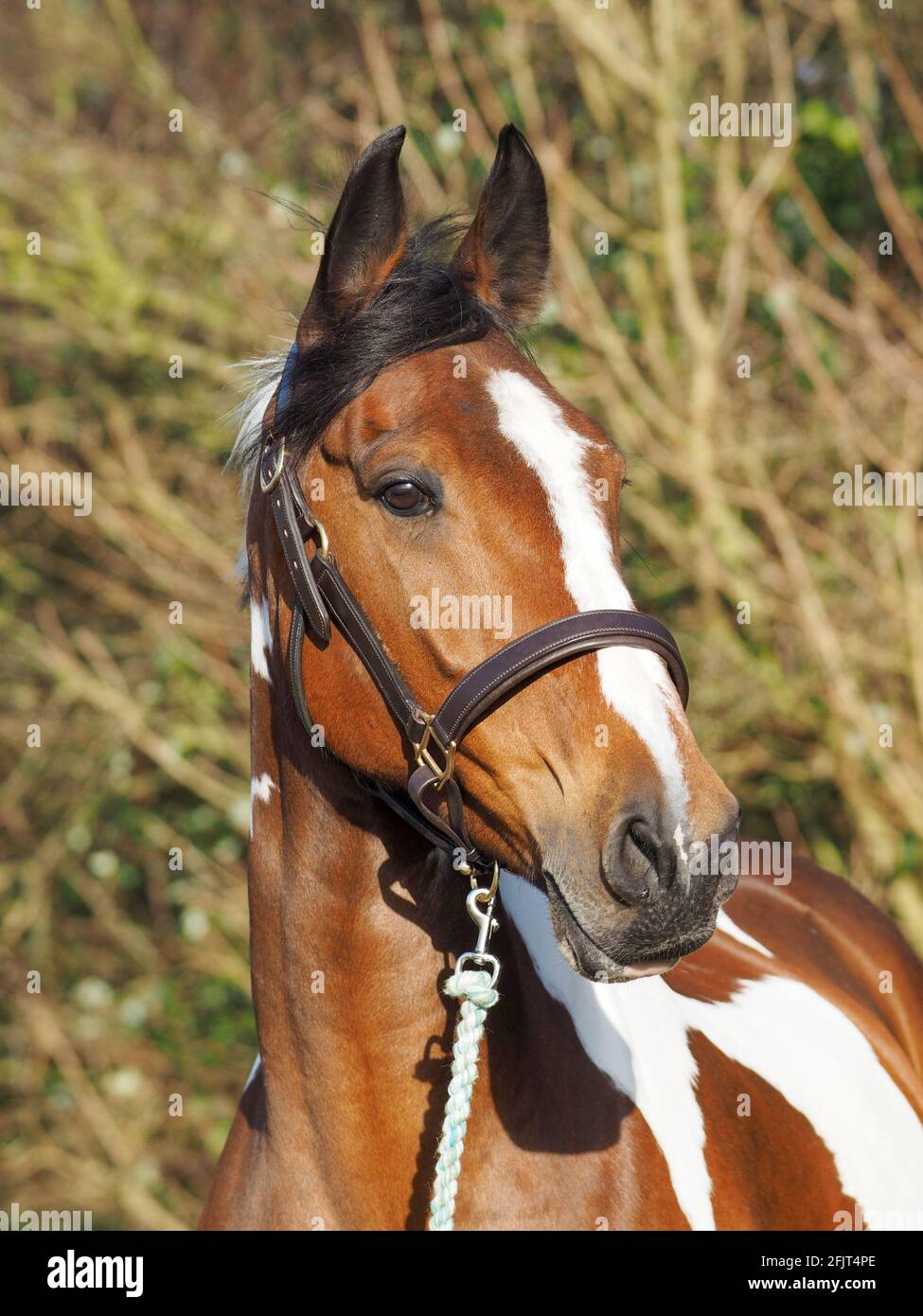 Eine Kopfaufnahme eines schönen Spießblattes in einem Lederkopfkragen. Stockfoto
