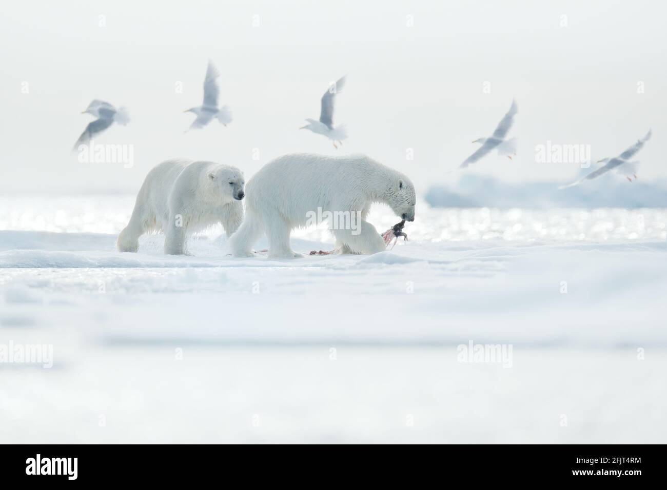 Zwei Eisbären mit abgetöteten Robben. Weißbär, der sich auf Drift-Eis mit Schnee ernährt, Svalbard, Norwegen. Blutige Natur mit großen Tieren. Gefährliches Tier mit c Stockfoto