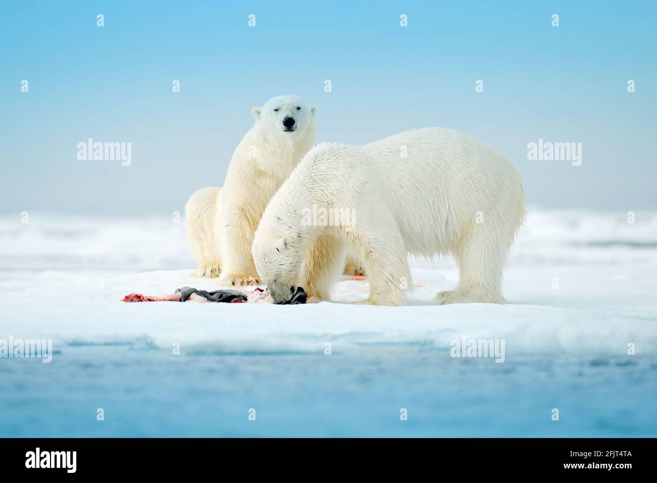 Zwei Eisbären mit abgetöteten Robben. Weißbär, der sich auf Drift-Eis mit Schnee ernährt, Svalbard, Norwegen. Blutige Natur mit großen Tieren. Gefährliches Tier mit c Stockfoto