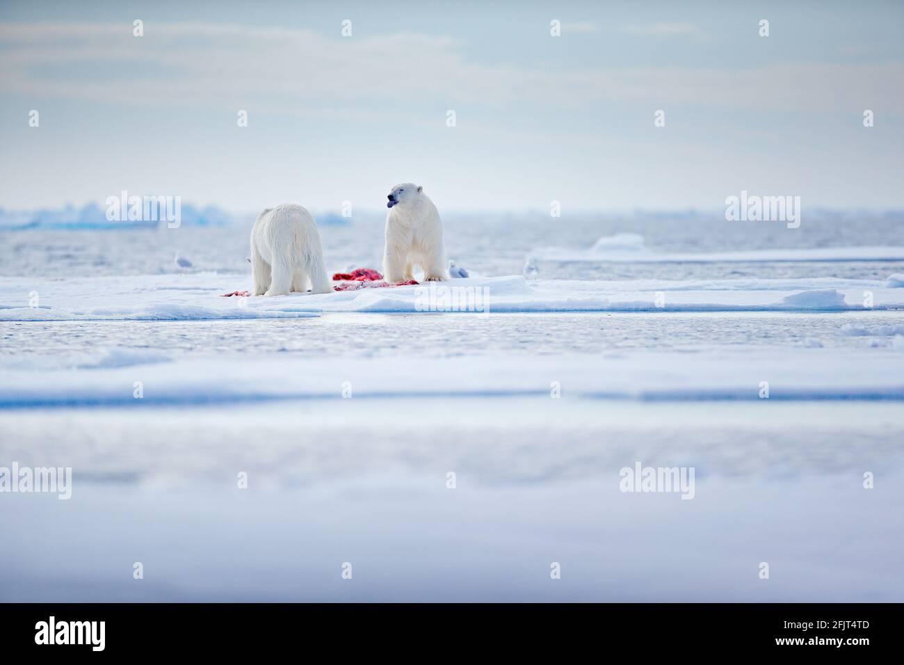 Zwei Eisbären mit abgetöteten Robben. Weißbär, der sich auf Drift-Eis mit Schnee ernährt, Svalbard, Norwegen. Blutige Natur mit großen Tieren. Gefährliches Tier mit c Stockfoto