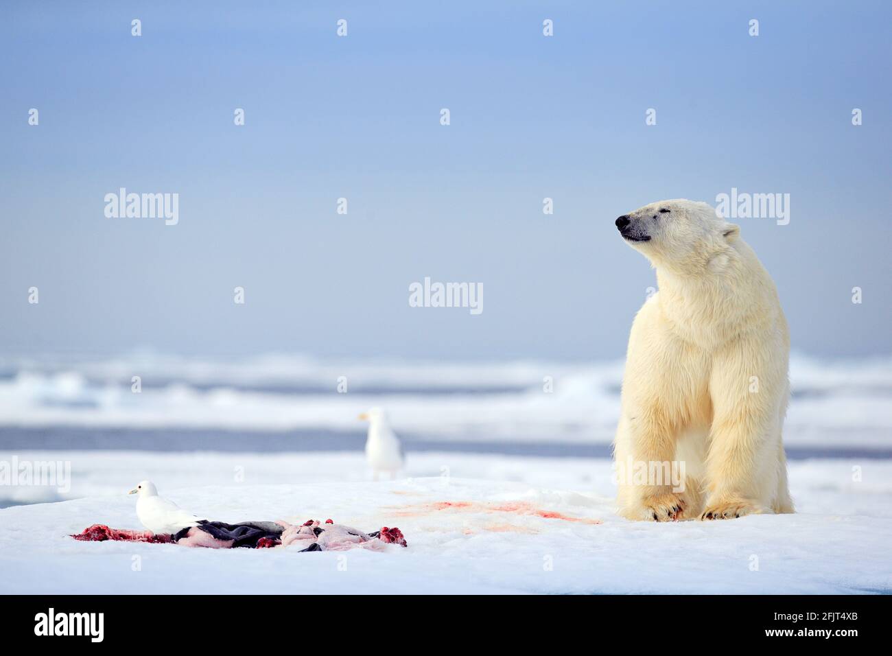 Eisbären mit abgetöteten Robben. Weißbär, der sich auf Drift-Eis mit Schnee ernährt, Svalbard, Norwegen. Blutige Natur mit großen Tieren. Gefährliches Tier mit Karca Stockfoto