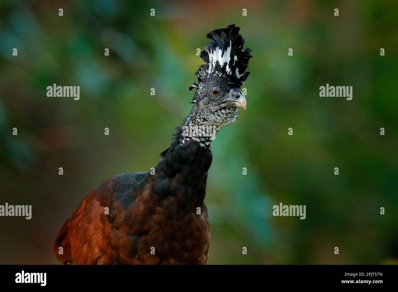 Große Curassow, Crax rubra, große schwarze Vogel mit gelben Schnabel in der Natur Lebensraum, Costa Rica. Wildtierszene aus tropischem Wald. Brauner Vogel in grün Stockfoto