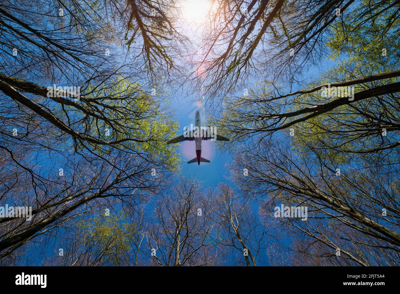 Blick direkt oben durch Bäume mit einem vorbeifliegenden Flugzeug. Reisekonzept. Stockfoto