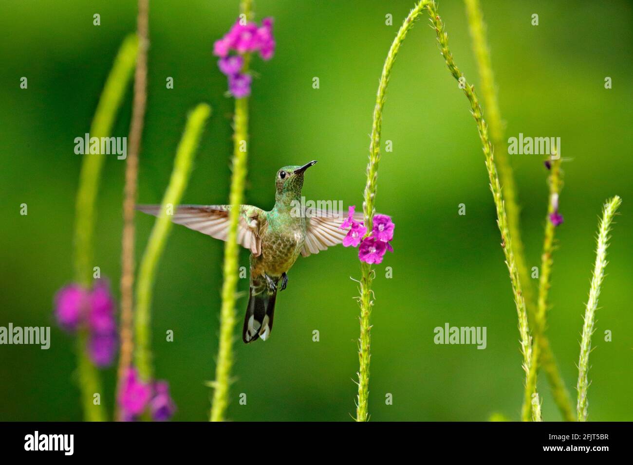 Schuppiger Kolibri, Phaeochroa cuvierii, mit orangefarbenem Kamm und Kragen im grünen und violetten Blütenhabitat. Vogel fliegt neben rosa Blume, Stockfoto