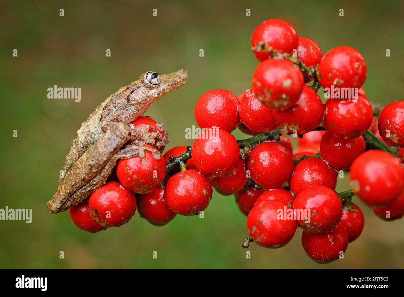 Scinax boulengeri, der schnupfende Baumfrosch von Boulenger, zinnige Amphibie mit roter Blume. In Naturlebensraum. Frosch aus Costa Rica, tropischer Wald. Wunderschön A Stockfoto