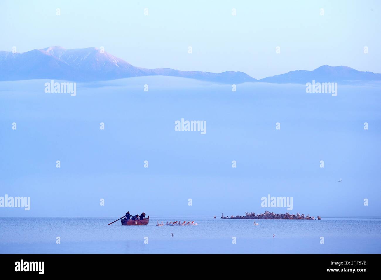 Vogel mit Sonnenaufgang am Morgen. Birdwatchers und Naturliebhaber mit dalmatinischen Pelikan, in Lake Kerkini, Griechenland. Pelikan mit offenen Flügeln. Wildlife-Szene Stockfoto