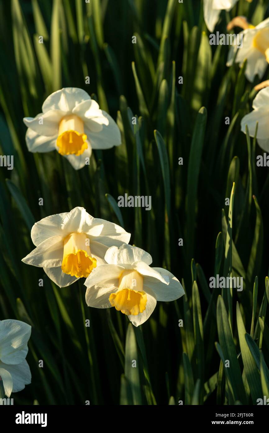 Einblühiger weißer Narzissen mit einer gelben Trompete in einem Frühlingsgarten Stockfoto