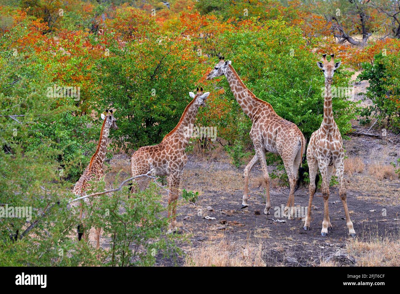 Giraffengruppe in der Nähe des Wasserlochs, oranger Herbstwald, Kruger NP, Südafrika. Eine Menge Giraffen in der Natur Lebensraum, afrikanische Tierwelt. Große Ani Stockfoto