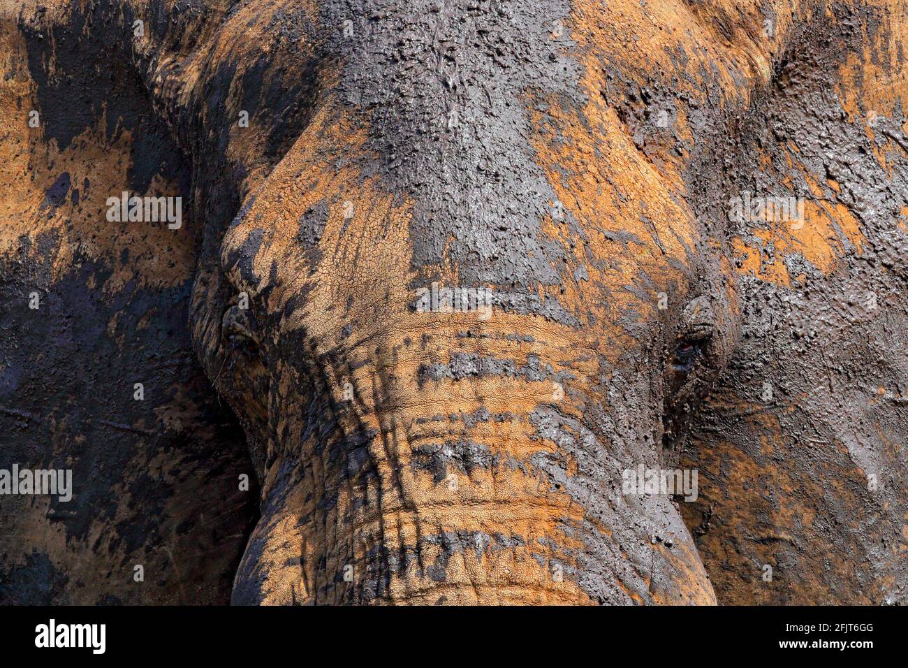 Detail eines großen Elefanten mit Lehmschlamm. Wildlife-Szene aus der Natur. Kunstansicht auf die Natur. Nahaufnahme des Großsäugers, Etosha NP, Namibia in Afric Stockfoto