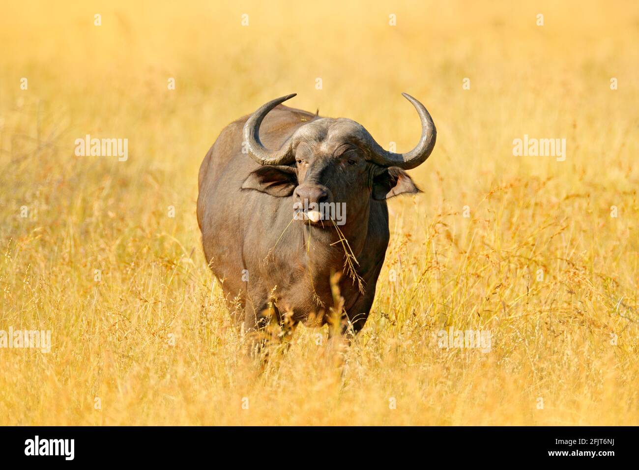 Afrikanischer Büffel, Cyncerus cafer, stehend am Flussufer mit grünem Gras, Moremi, Okavango Delta, Botswana. Wildlife-Szene aus Afrika Natur. Groß Stockfoto