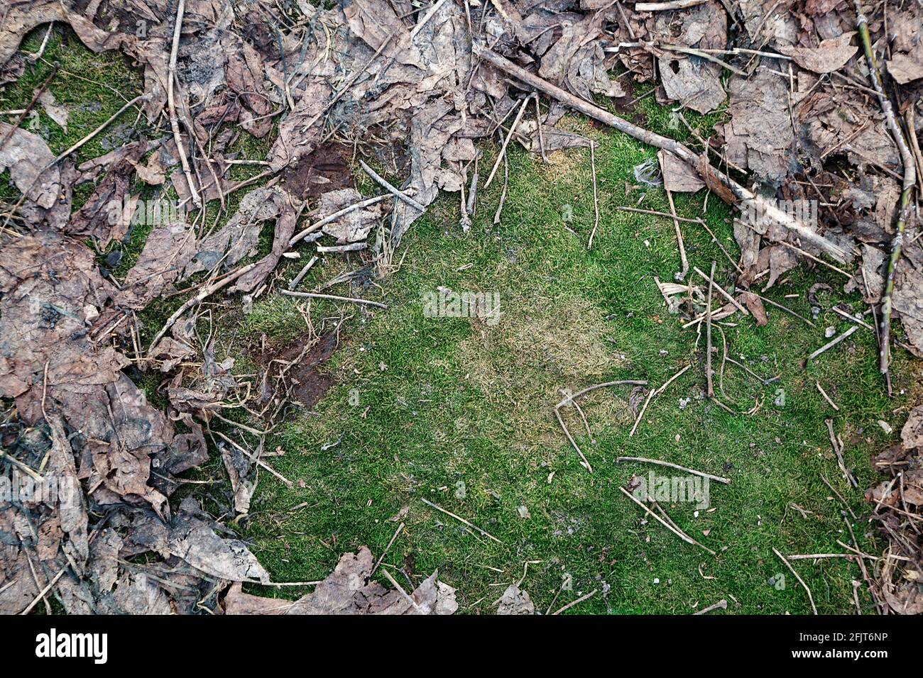 Foto von grünem Moos am Boden im frühen Frühjahr Stockfoto