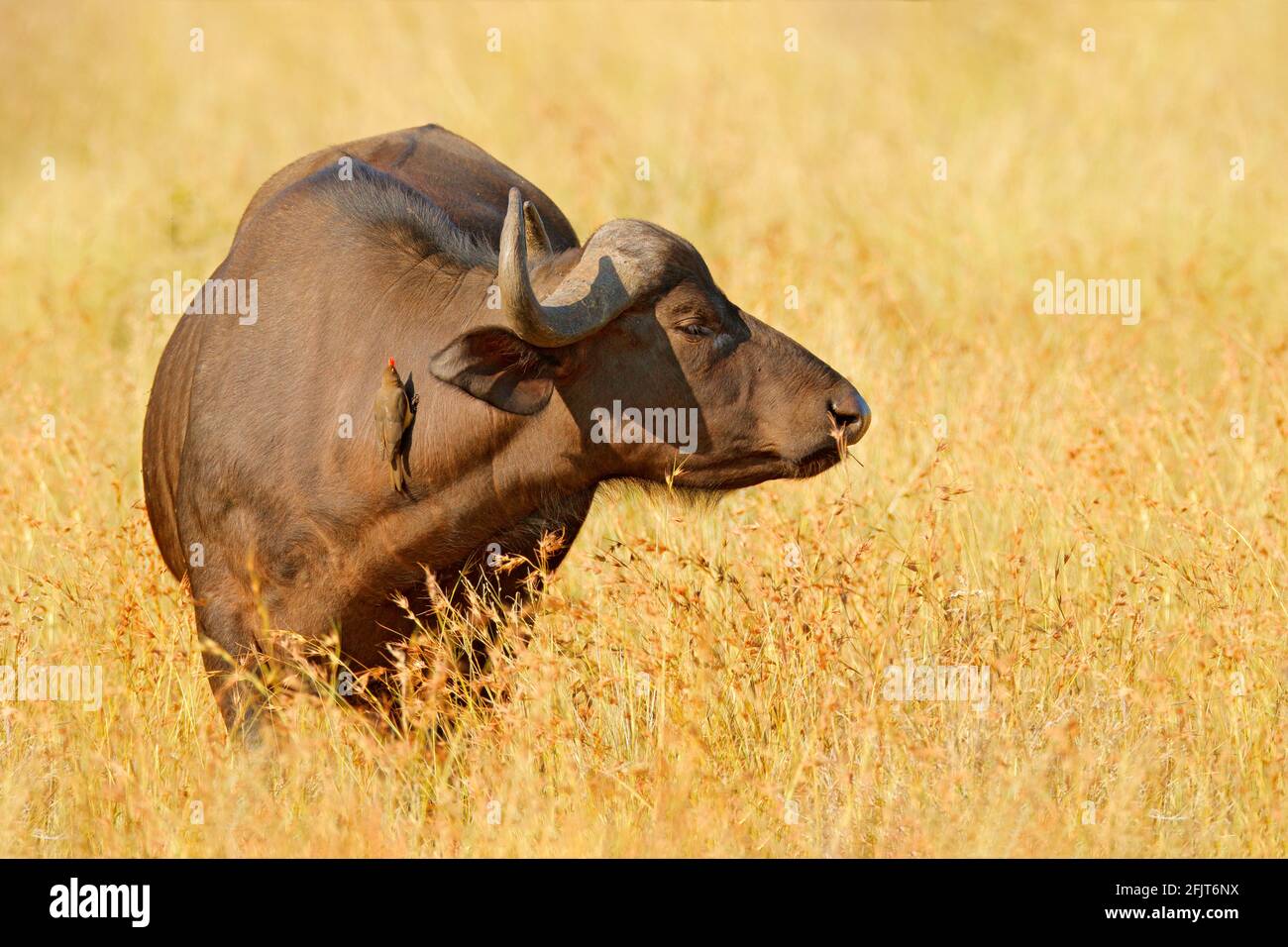 Afrikanischer Büffel, Cyncerus cafer, stehend am Flussufer mit grünem Gras, Moremi, Okavango Delta, Botswana. Wildlife-Szene aus Afrika Natur. Groß Stockfoto