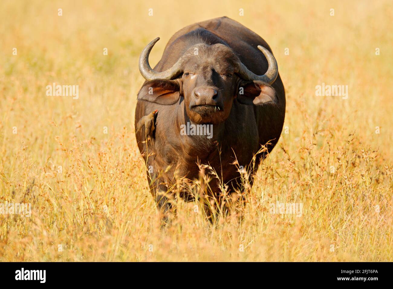 Afrikanischer Büffel, Cyncerus cafer, stehend am Flussufer mit grünem Gras, Moremi, Okavango Delta, Botswana. Wildlife-Szene aus Afrika Natur. Groß Stockfoto