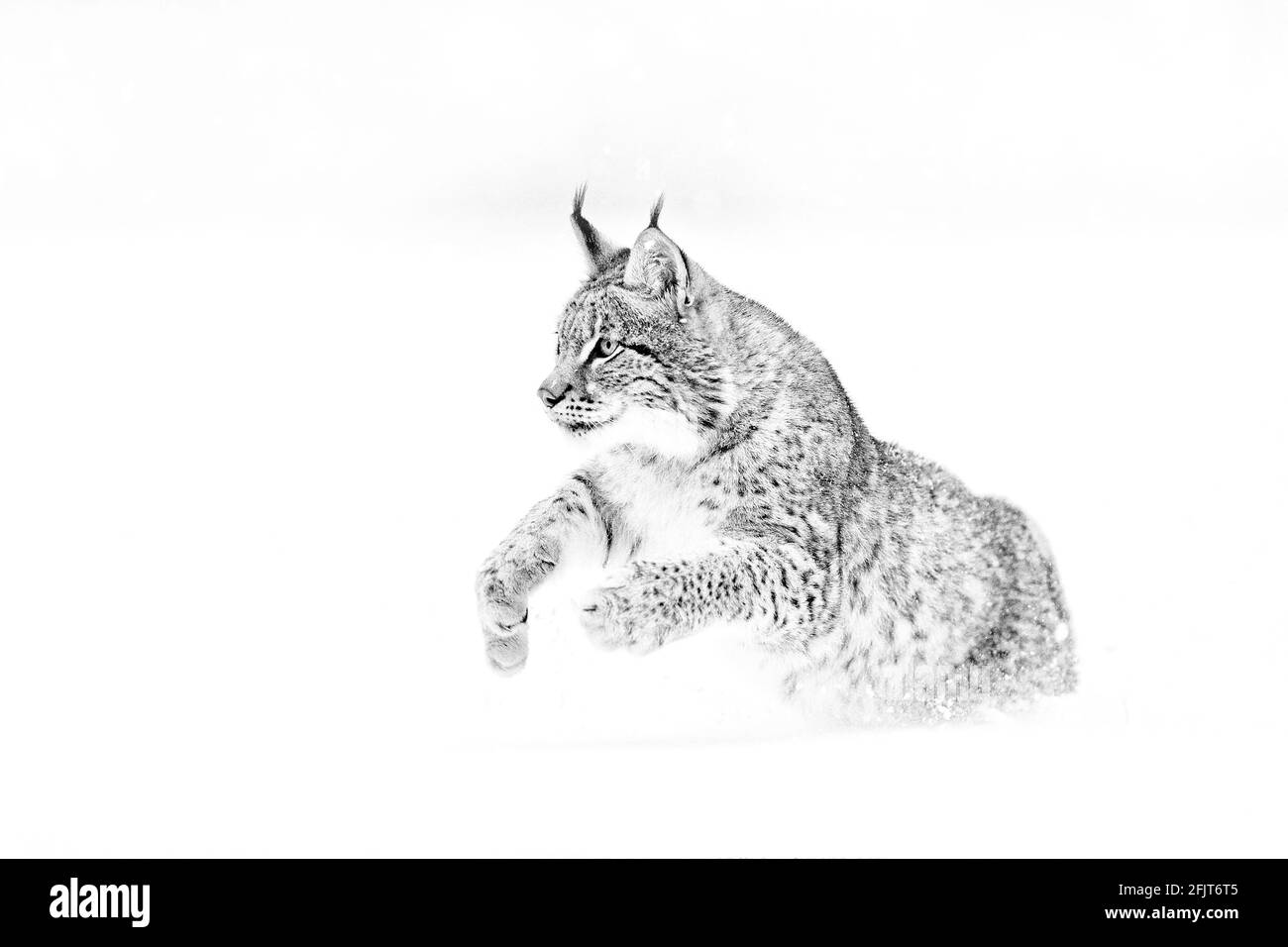 Schwarz-weiße Naturkunst. Niedliche Großkatze im Lebensraum, kalter Zustand. Verschneiten Wald mit schönen Tier wilden Luchs, Polen. Eurasischer Luchs läuft, wild Stockfoto