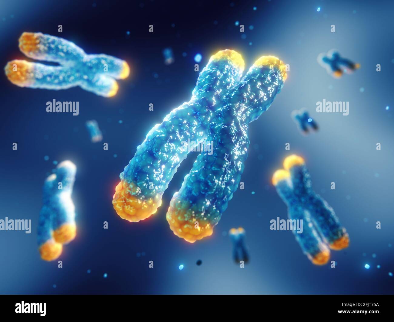 An beiden Enden der Chromosomen befinden sich Telomere. Die Telomerlänge wird durch den Lebensstil beeinflusst und hat direkte Auswirkungen auf die menschliche Gesundheit und die Lebensdauer. Stockfoto