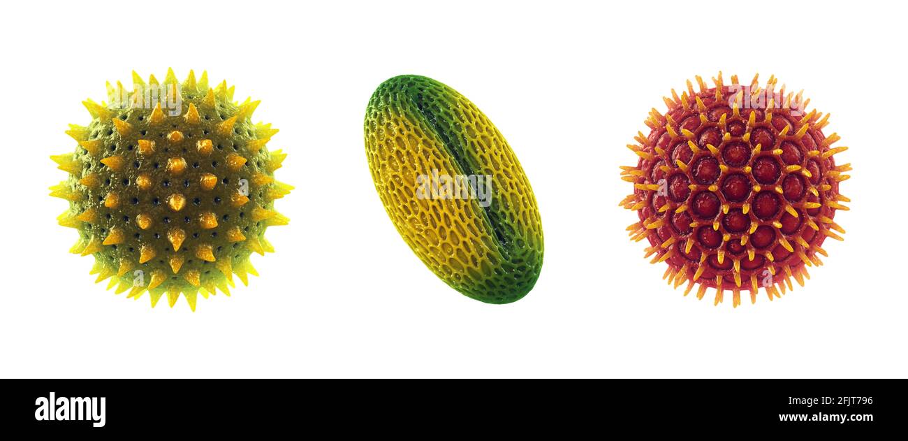 Satz von Pollenkörnern isoliert auf Weiß. Pollenallergie wird auch als Heuschnupfen oder allergische Rhinitis bezeichnet. Stockfoto