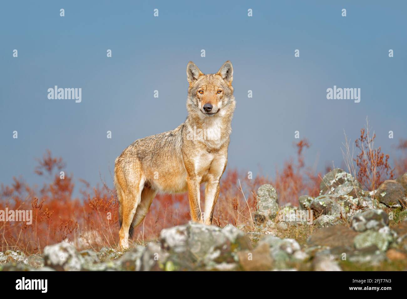 Wilder Wolf, Canis lupus, im Naturlebensraum. Schönes Tier in Steinhügel, Gesicht Kontakt in den Felsen, Rhodopen Berg Bulgarien. Wildtierszene Fr. Stockfoto