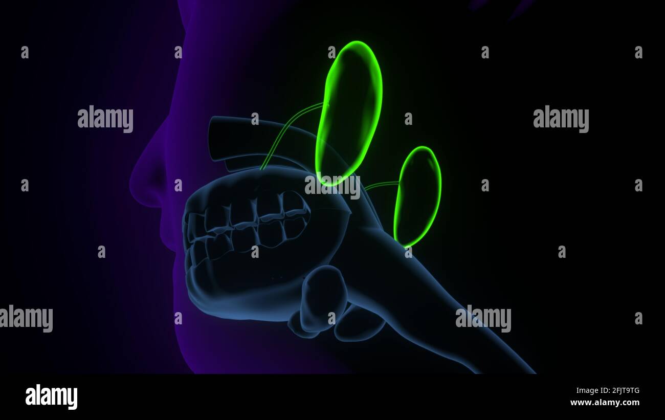 Die Anatomie des menschlichen Rachens. 3D-Rendern Stockfoto
