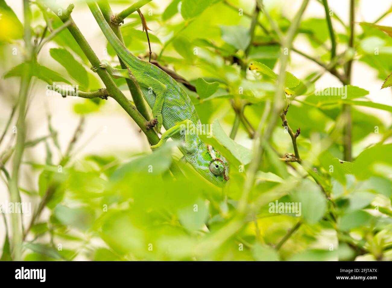 Kilimandscharo-Zweihornchamäleon in einem Garten in Arusha, Tansania Stockfoto