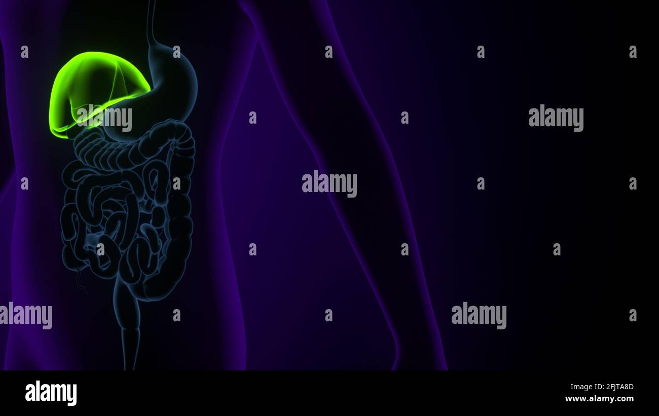 Leber 3D-Illustration Anatomie des menschlichen Verdauungssystems. Stockfoto