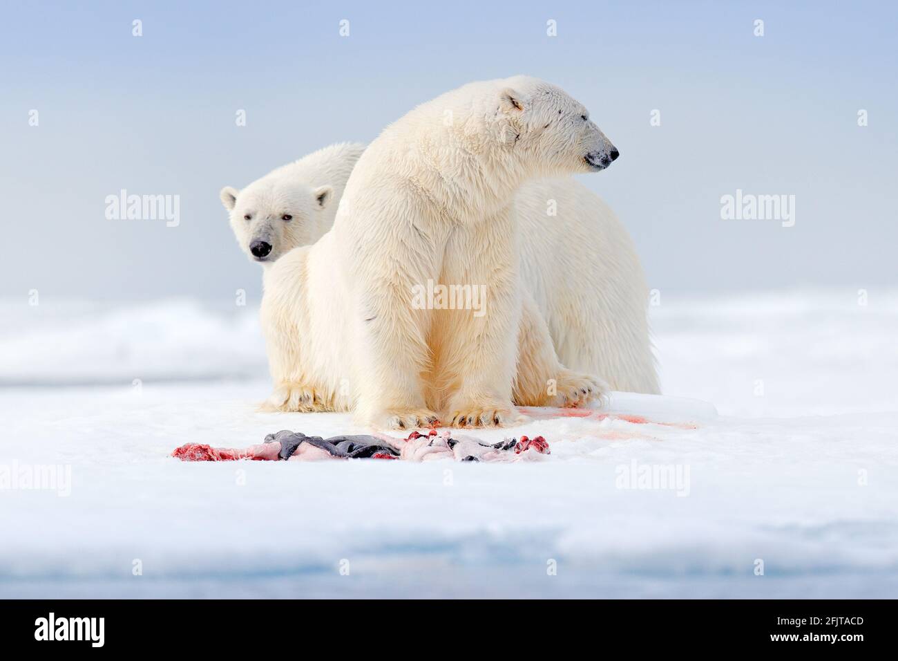 Zwei Eisbären mit abgetöteten Robben. Weißbär, der sich auf Drift-Eis mit Schnee ernährt, Svalbard, Norwegen. Blutige Natur mit großen Tieren. Gefährliches Tier mit c Stockfoto