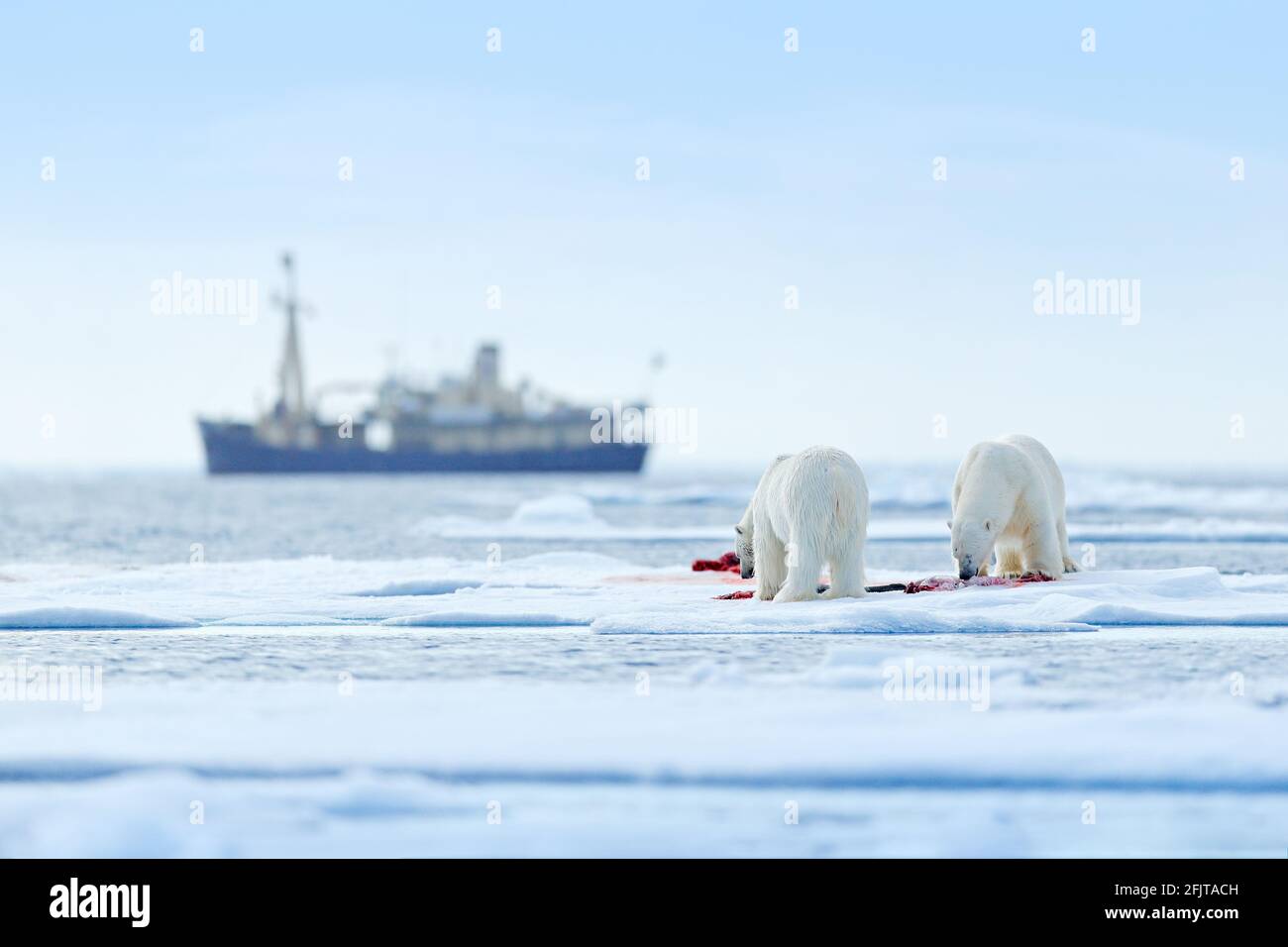 Zwei Eisbären mit abgetöteten Robben. Weißbär, der sich auf Drift-Eis mit Schnee ernährt, Svalbard, Norwegen. Blutige Natur mit großen Tieren. Gefährliches Tier mit c Stockfoto