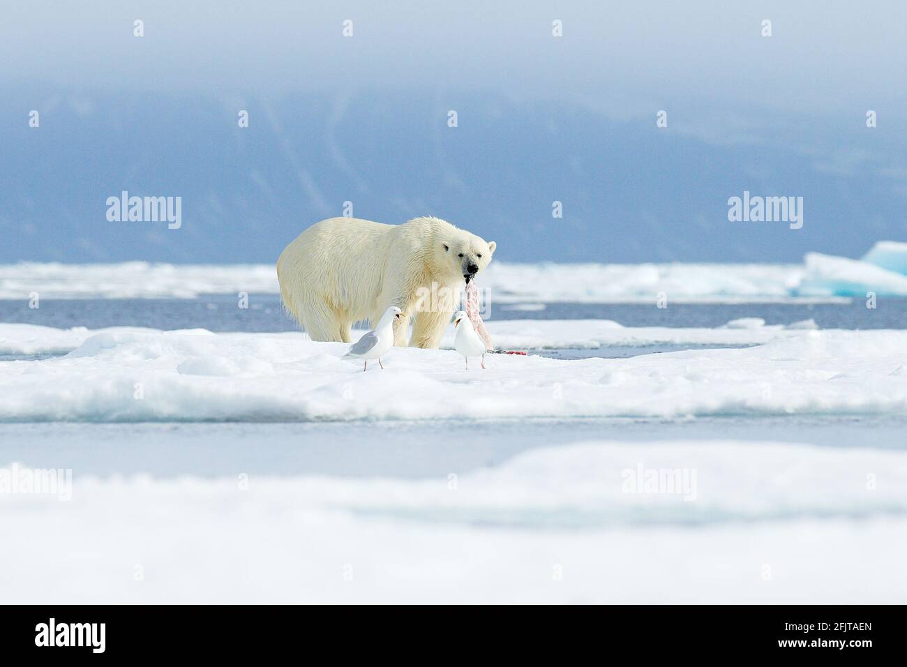 Eisbär mit Fangrobbe, Berg im Hintergrund, Russland. Tierwelt in der Arktis. Stockfoto