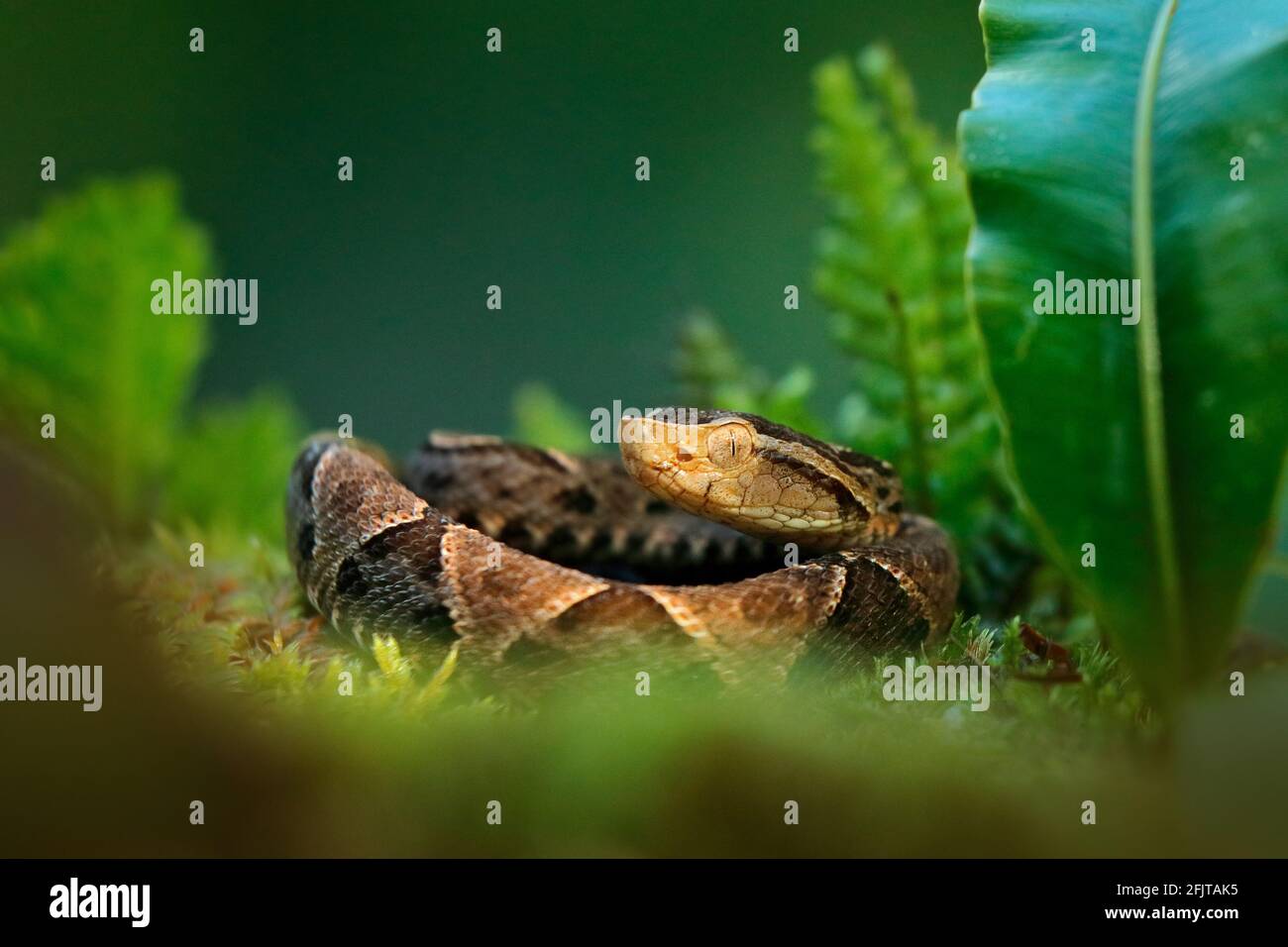 Botrops atrox, Fer-de-lance in Natur Lebensraum. Gewöhnliche Lanceheidenviper, im tropischen Wald. Giftnatter im dunklen Dschungel. Detail der seltenen Schlange aus Stockfoto