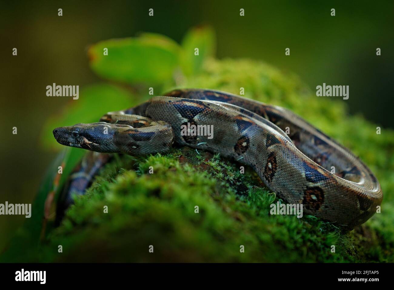 Boa Constrictor Schlange in der wilden Natur, Costa Rica. Wildlife-Szene aus Mittelamerika. Reisen Sie im Tropenwald. Gefährliche Viper aus dem Dschungel. Schlange Stockfoto