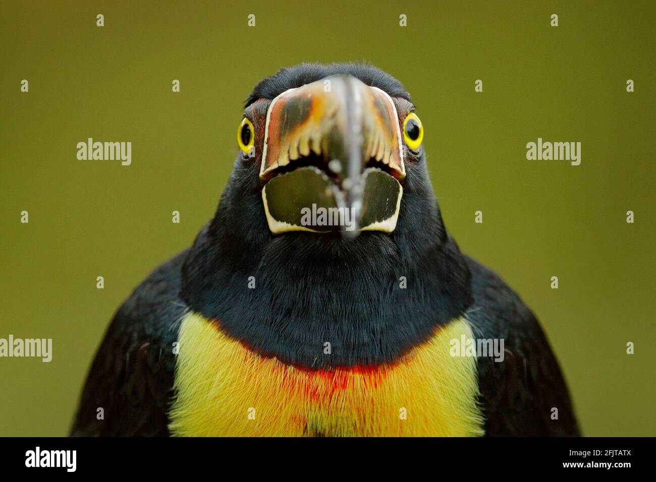 Gesicht Bill Detail des Vogels. Kleiner Tukan Aracari, Pteroglossus torquatus, Vogel mit großem Schnabel. Toucan sitzt auf dem Ast im Wald, Boca Stockfoto