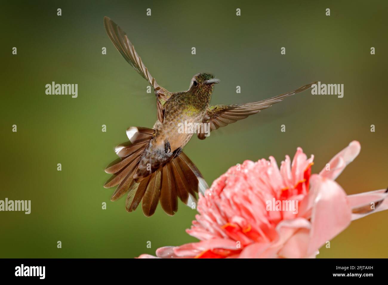 Schuppiger Kolibri, Phaeochroa cuvierii, mit orangefarbenem Kamm und Kragen im grünen und violetten Blütenhabitat. Vogel fliegt neben rosa Blume, Stockfoto