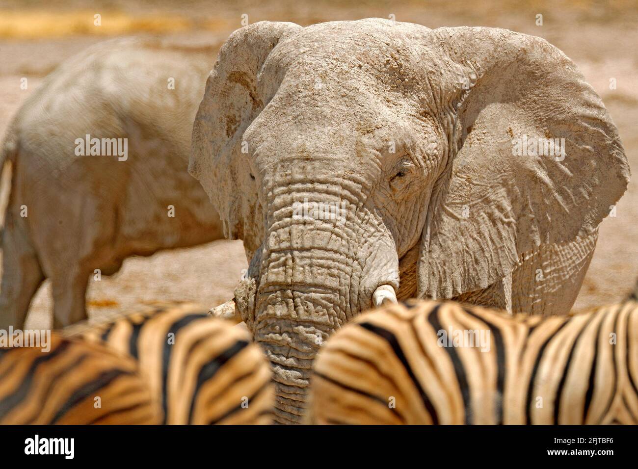 Detail von faltiger Elefantenhaut. Detail eines großen Elefanten mit Lehmschlamm. Wildlife-Szene aus der Natur. Kunstansicht auf die Natur. Nahaufnahme eines großen M Stockfoto