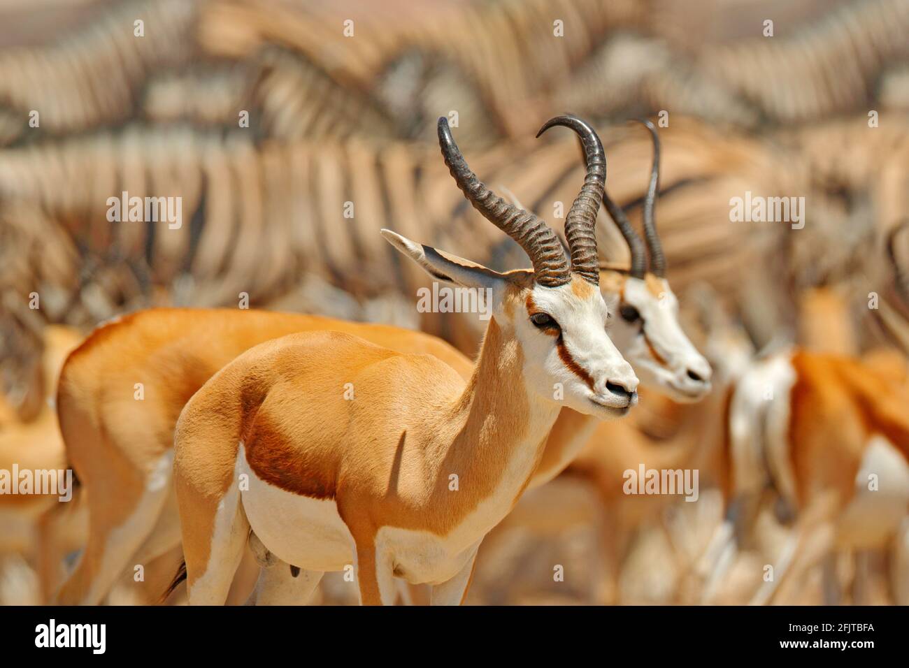 Große Gruppe von Tieren, Namibia. Tierherden in der Nähe des Wasserlochs, Etocha NP, Namibia, Afrika. Sonniger heißer Tag in der Trockenzeit in der Wüste. Gemsbok, Oryx Stockfoto