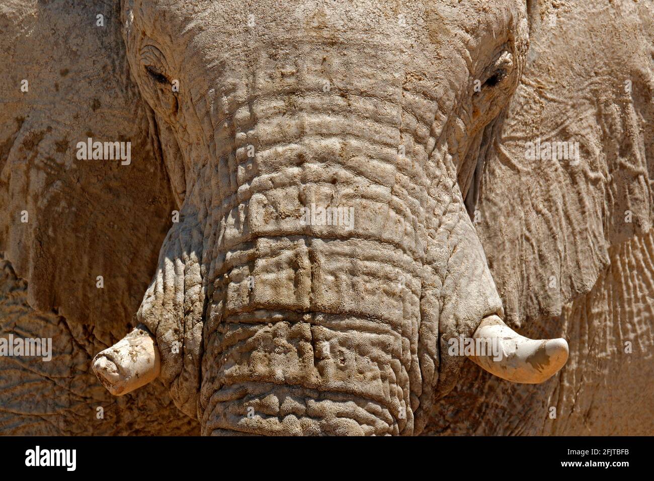 Detail von faltiger Elefantenhaut. Detail eines großen Elefanten mit Lehmschlamm. Wildlife-Szene aus der Natur. Kunstansicht auf die Natur. Nahaufnahme eines großen M Stockfoto