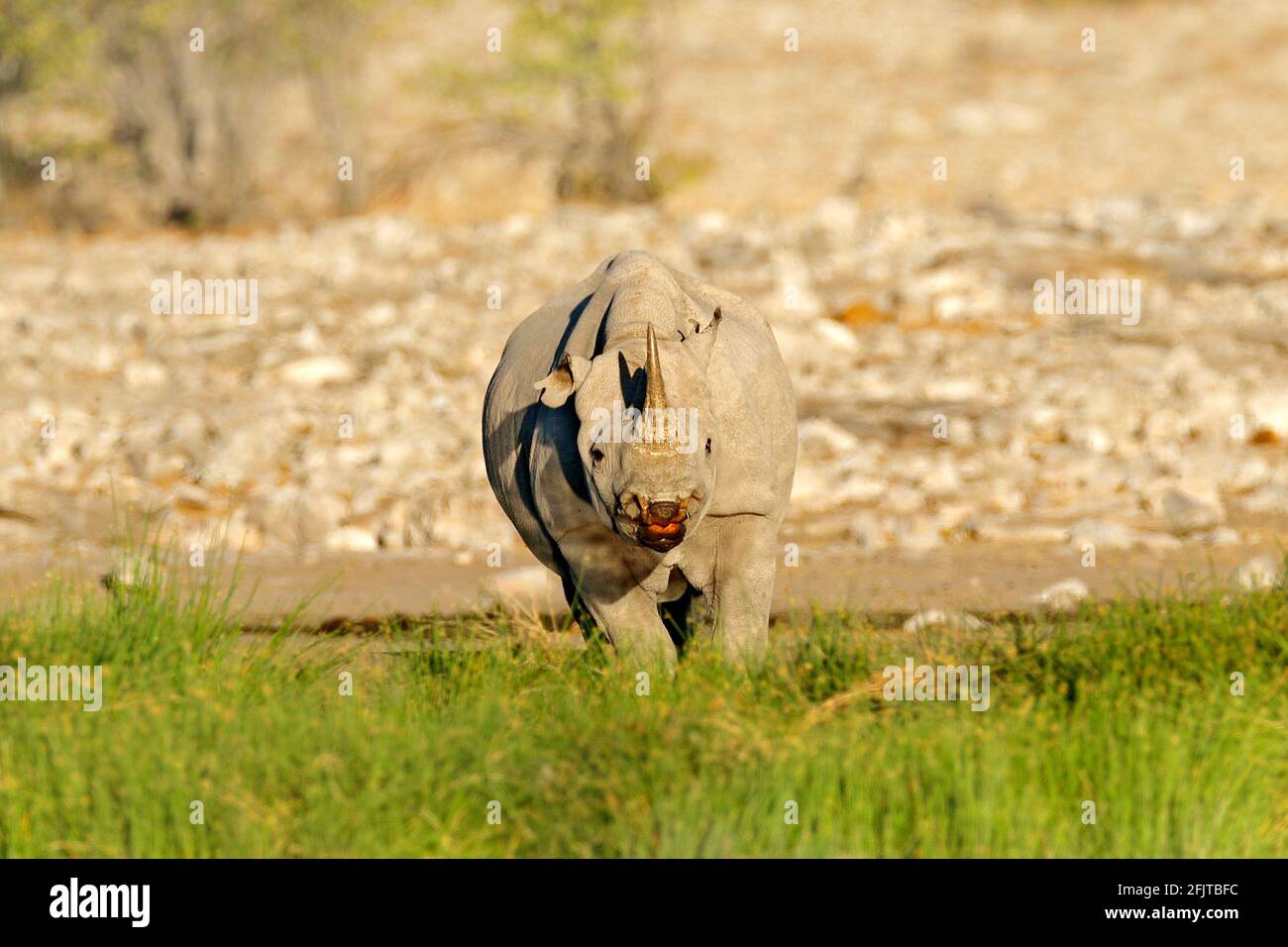 Nashorn in der Nähe des Wasserlochs mit grüner Schwangerschaft, Etocha NP, Namibia, Afrika. Schwarzes Nashorn oder Hakennashorn, Diceros bicornis, in der Natur Stockfoto