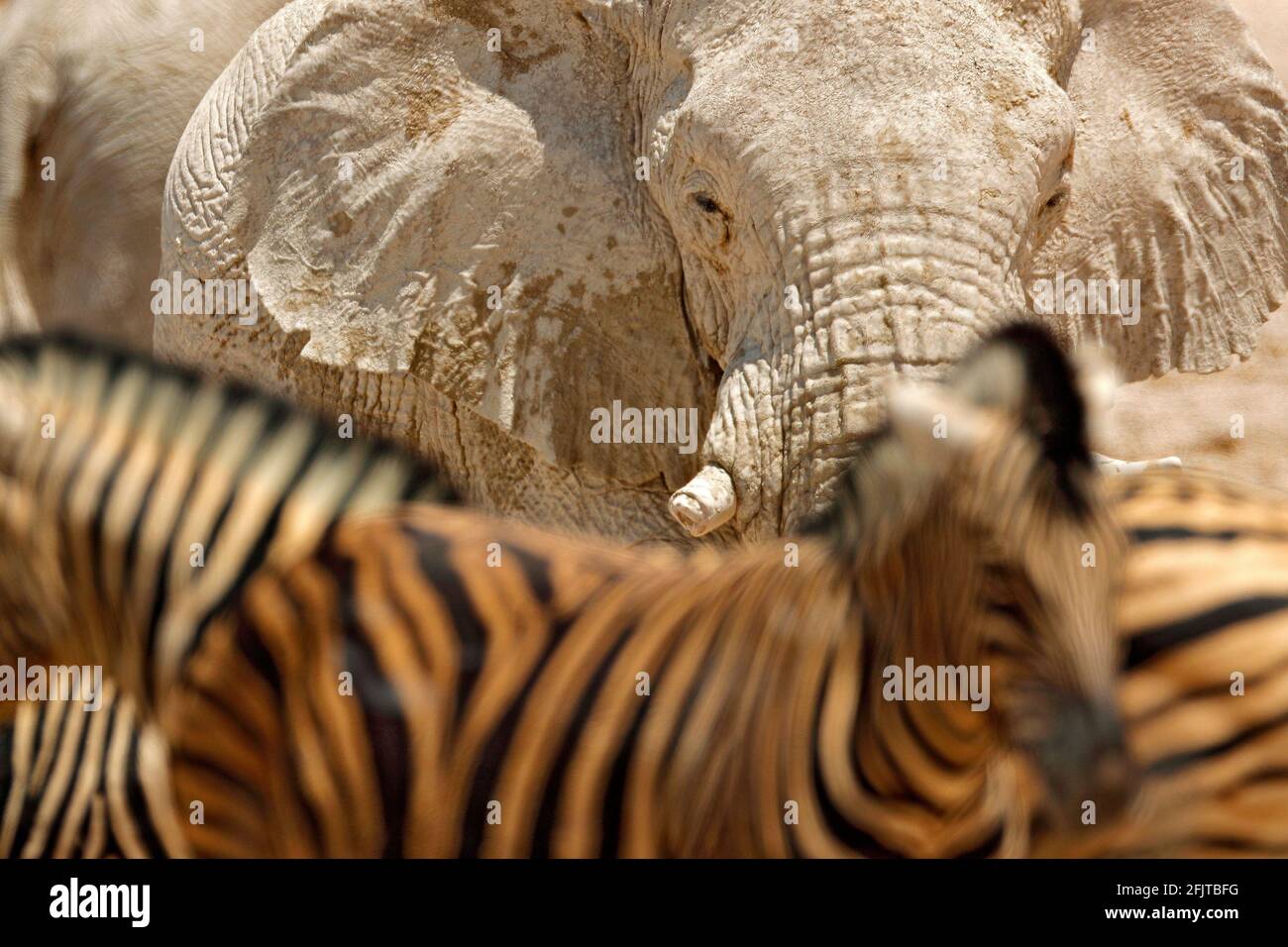 Detail von faltiger Elefantenhaut. Detail eines großen Elefanten mit Lehmschlamm. Wildlife-Szene aus der Natur. Kunstansicht auf die Natur. Nahaufnahme eines großen M Stockfoto