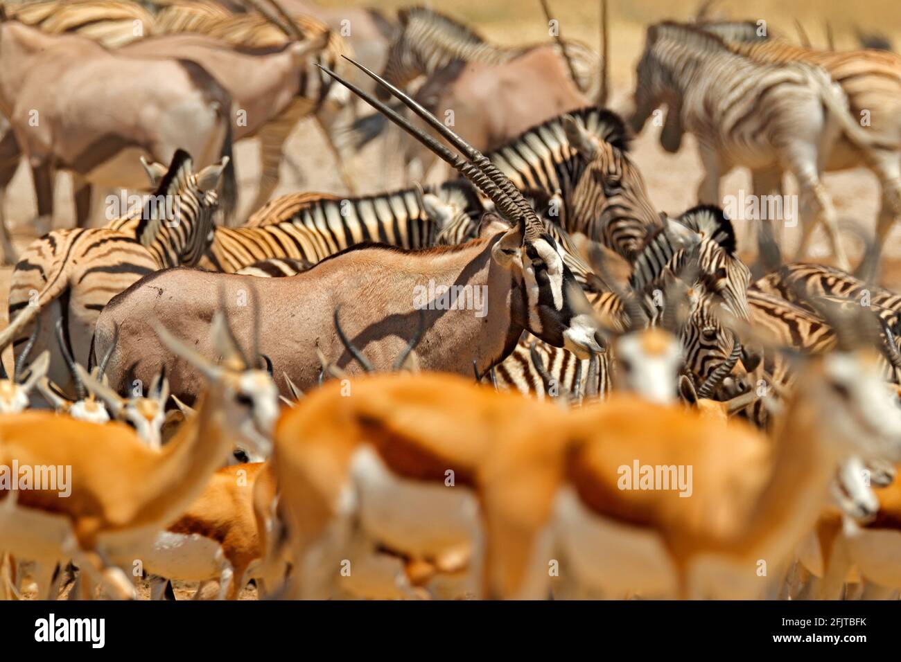 Tierherden in der Nähe des Wasserlochs, Etocha NP, Namibia, Afrika. Sonniger heißer Tag in der Trockenzeit in der Wüste. Gemsbok, Oryx Gazella, große Antilope mit Zem Stockfoto