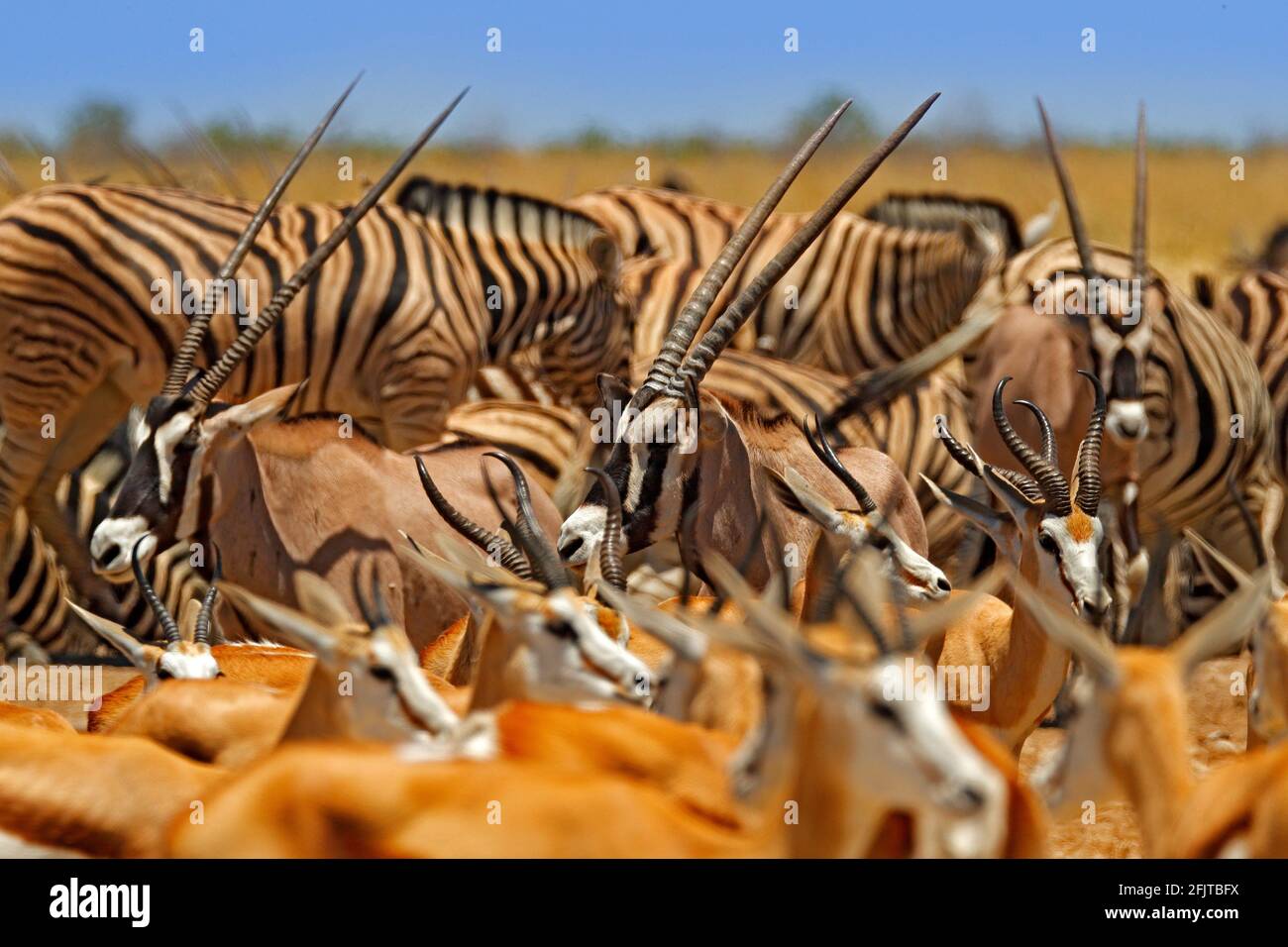 Große Gruppe von Tieren, Namibia. Tierherden in der Nähe des Wasserlochs, Etocha NP, Namibia, Afrika. Sonniger heißer Tag in der Trockenzeit in der Wüste. Gemsbok, Oryx Stockfoto