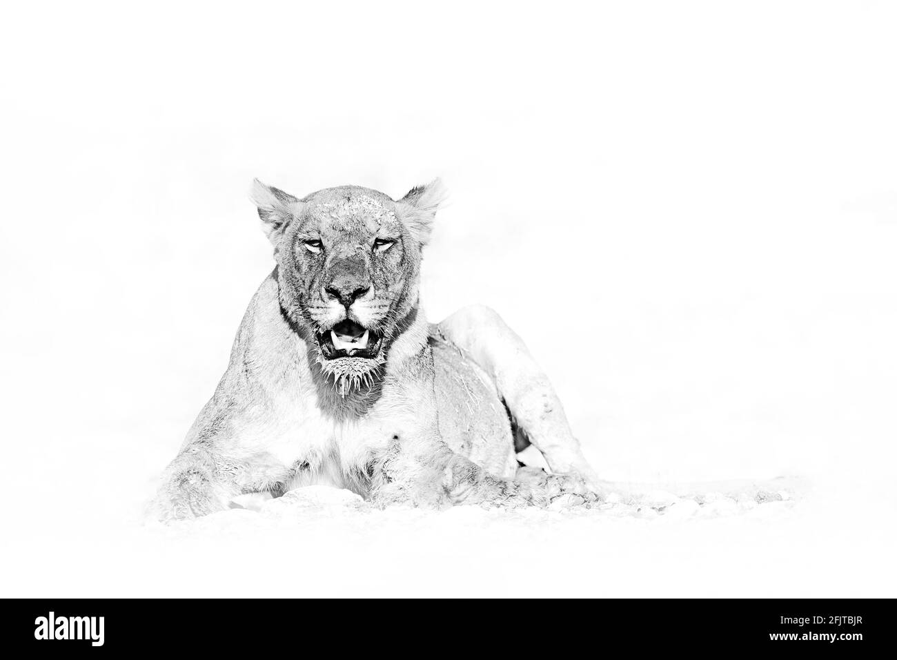 Großer wütender weiblicher Löwe im Etosha NP, Namibia. Afrikanischer Löwe, der im Gras läuft, mit schönem Abendlicht. Wildlife-Szene aus der Natur. Tier in Th Stockfoto