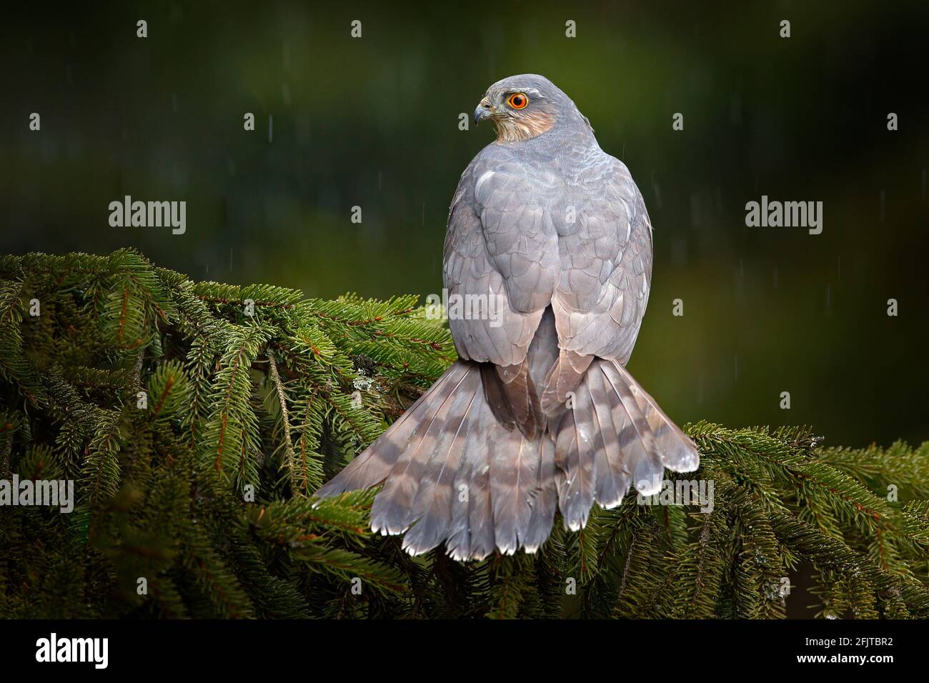 Eurasischer Sperber Stockfotos und bilder Kaufen Alamy