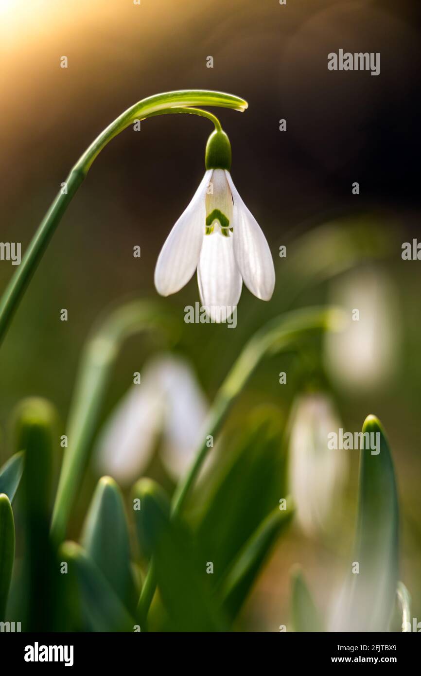 Schneeglöckchen oder gewöhnlicher Schneeglöckchen (Galanthus nivalis) blühen im Wald mit warmem Sonnenschein im Frühling. Die ersten Blumen der Frühjahrssaison sind Bloo Stockfoto