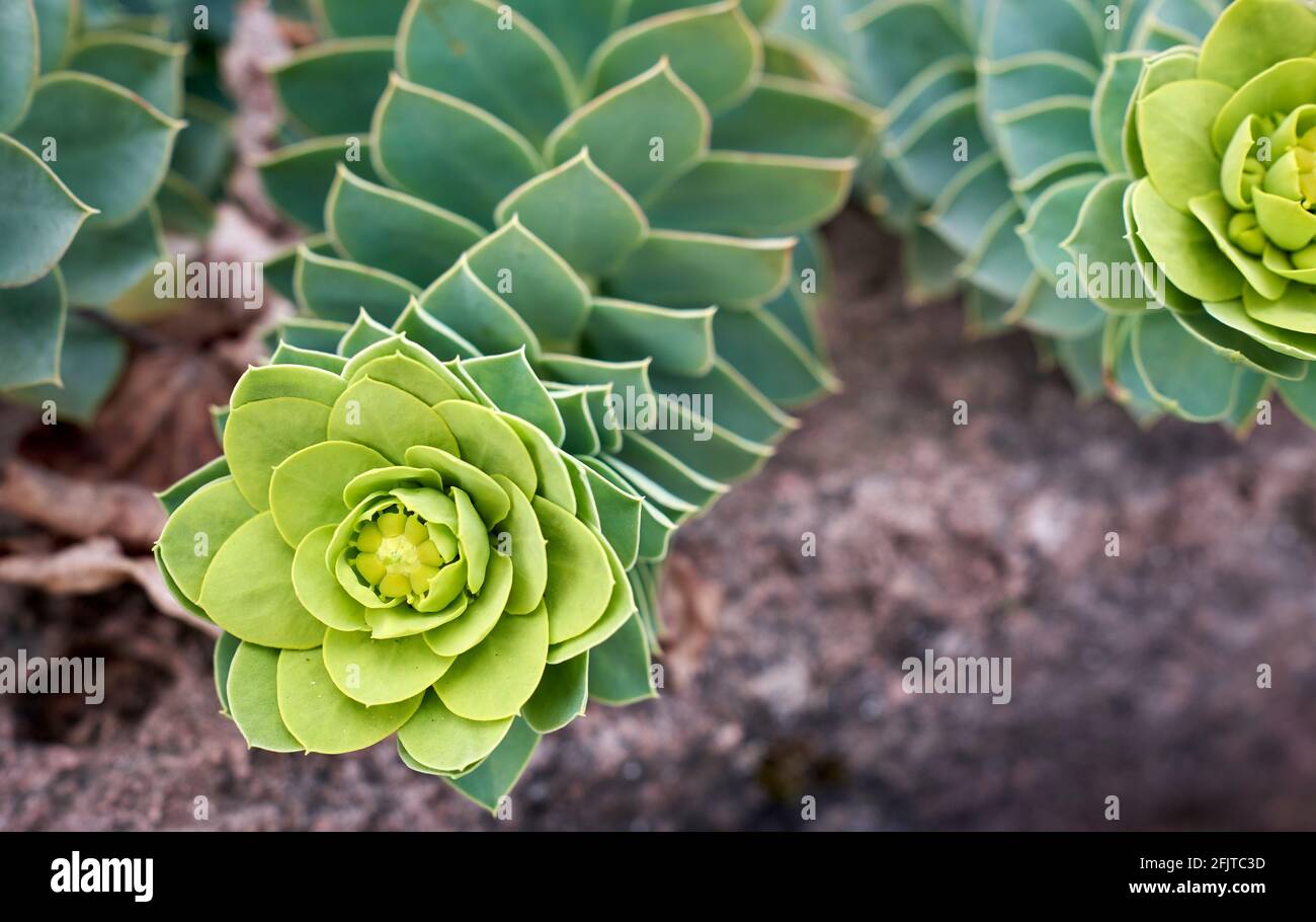 Die Myrtenspurge, der Blauspurge oder der Laubspurge, die Myrtenspurge, ist eine Sukkulente der blühenden Pflanze in der Familie der Spurgen Stockfoto
