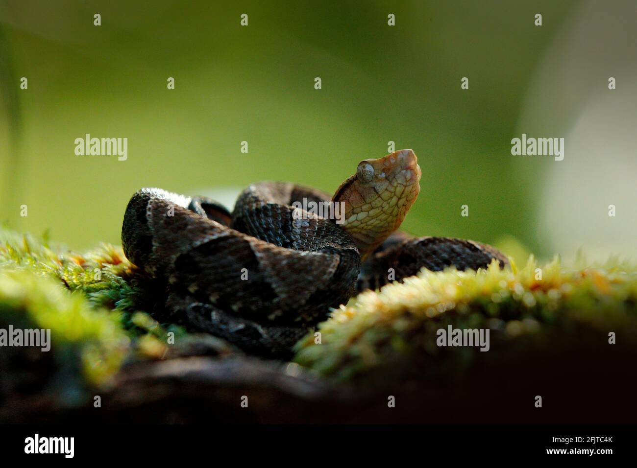 Fer-de-Lanze, Botrops atrox, in einem natürlichen Lebensraum. Gewöhnliche Lanceheidenviper, im tropischen Wald. Giftschlange im dunklen Dschungel. Detail der seltenen Schlange Fr. Stockfoto